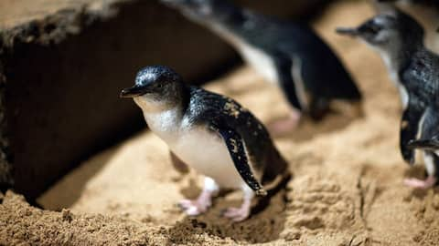 Not just humans, even penguins take 'divorce' from their partners