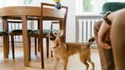 5 easy ways to keep your dog happy indoors
