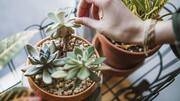 How to position succulents for better sunlight