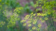 A beginner's guide to growing dill indoors
