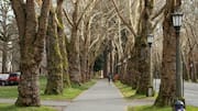 Lithuania's most scenic tree-lined paths: A list