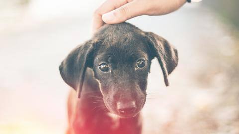 Adopt, don't shop: Here's how to bring a pet home Adopt, don't shop: Here's how to bring a pet home
