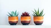 African clay planters: A unique choice for plant lovers 
