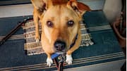 Easy-to-clean mats every dog owner needs