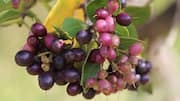 What is waterberry? Discover its health benefits