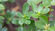 What is purslane? Why should you know about it?