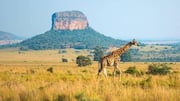 Ruaha National Park: A must-visit safari destination