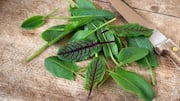 Red sorrel: How to add this superfood to your diet