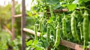 Snap peas gardening 101: Tips and tricks