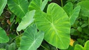 Cocoyam leaves: A hidden gem in healthy eating 