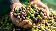 How to experience Portugal's olive harvest 