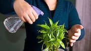 How to water bamboo plants the right way