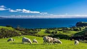 Your guide to exploring New Zealand's countryside 