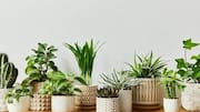 Why you should quarantine new indoor plants