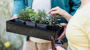Indoor gardening 101: How to grow mint in containers