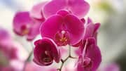 Orchid care: Temperature tips for healthy flowers 