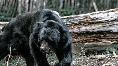 J&K: Unique 'curfew' in Srinagar as bears keep residents indoor J&K: Unique 'curfew' in Srinagar as bears keep residents indoor