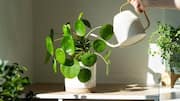 How to keep your indoor plants clean naturally 
