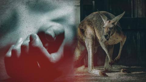 Australia: Kangaroo kills 77-year-old man who had it as pet Australia: Kangaroo kills 77-year-old man who had it as pet