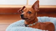 Want a cleaner dog bed? Try these 5 easy hacks