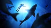 Madagascar's Nosy Be: A hotspot for shark diving