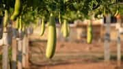How to grow bottle gourds at home