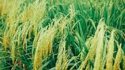 Centre increases MSP for kharif crops for 2023-24 