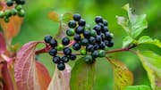 Maqui berry: The superfood you need in your pantry