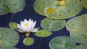 Amazing health benefits of water lily