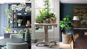 5 creative ways to display plants at home
