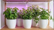 How to grow parsley with LED lights