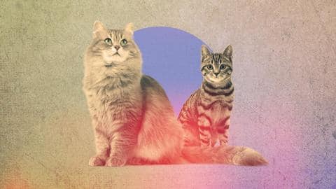 We guarantee your cat will love these accessories! We guarantee your cat will love these accessories!