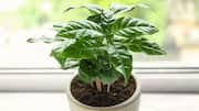How to grow coffee plants at home