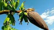 From salad to fritters: 5 ways to enjoy banana flowers