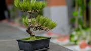Love bonsai trees? Here's how to grow one indoors