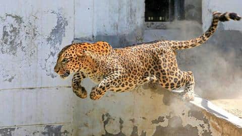 Gujarat: Minor girl killed in leopard attack in Amreli Gujarat: Minor girl killed in leopard attack in Amreli