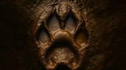 'Singha': India's first full-length film starring a real lion