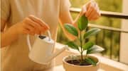 How coffee grounds can boost plant growth 