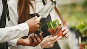 Simple gardening tips to grow your own veggies