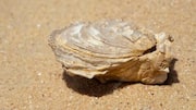 Desert fossil hunting: Tips, tricks, and must-knows