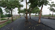 Bihar's ₹100cr road-widening project leaves trees growing in middle 