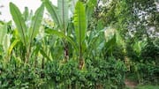 Enset: The superfood from Ethiopia you must try