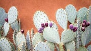 Honey cactus gel: Your new skincare essential