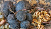 Heard of black walnut?