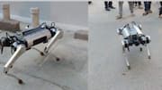 Meet 'PARAM', a robot dog locally built by Bengaluru start-up