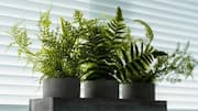 How to keep your indoor ferns healthy