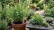 How to grow oregano indoors