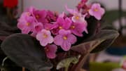 Keep your African violets blooming with these tips