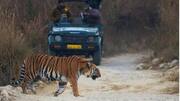 All about Jim Corbett National Park wildlife safari