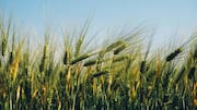 Why Icelandic barley snacks are so popular
